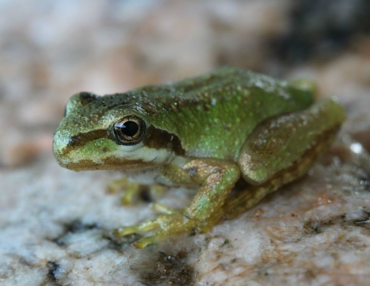 Baja Treefrog